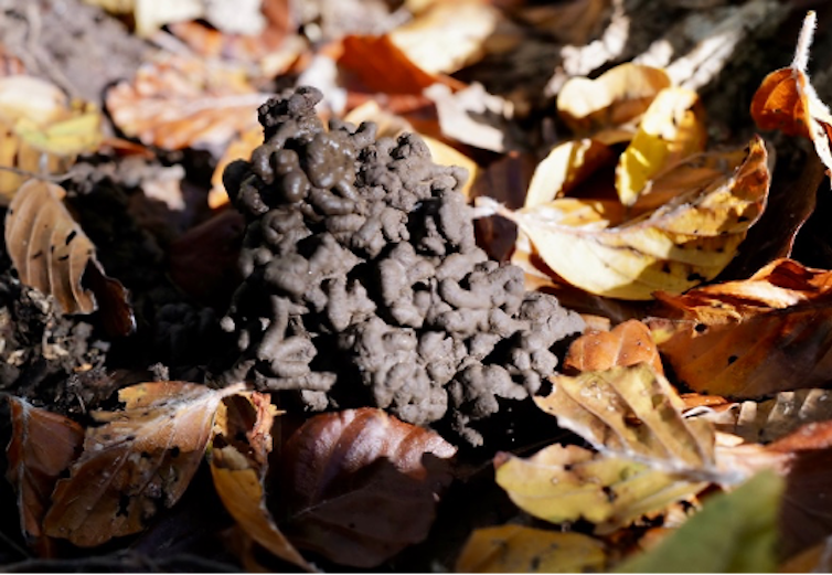 Turricule de ver de terre anécique dans une litière de hêtre